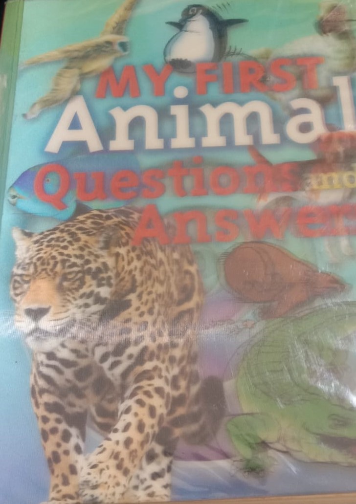 My First Anima Questions & Answers